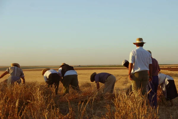 Hasır şapkalı bir grup insan buğday hasat ediyor.