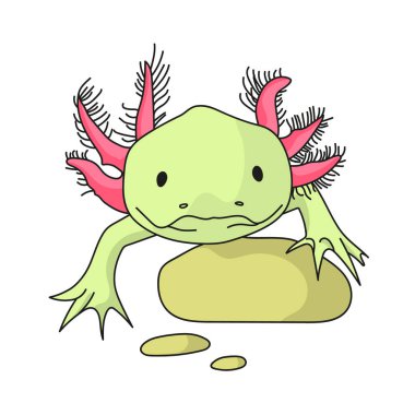 Beyaz arka planda izole Meksikalı axolotl. Meksika borsa sembolü. Vektör illüstrasyonu