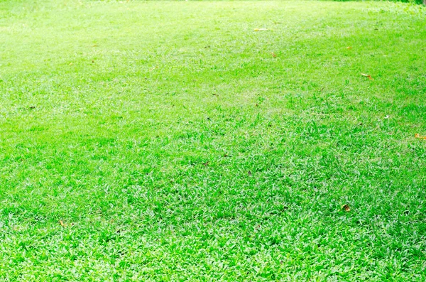 Natura tło z zielonej trawie — Zdjęcie stockowe