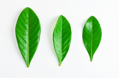 Beyaz arkaplanda yeşil yaprak