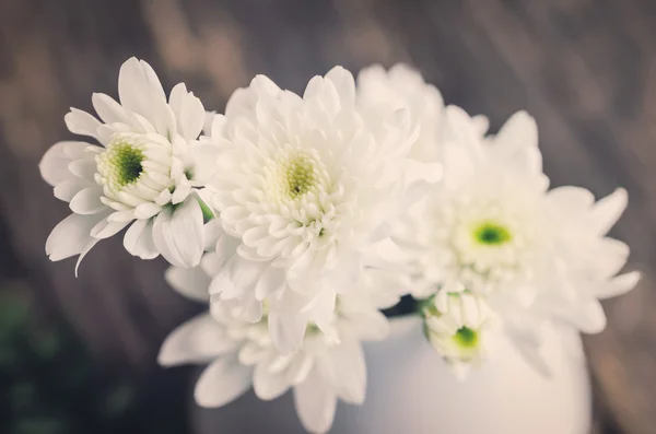 Fleur de chrysanthème blanche — Photo