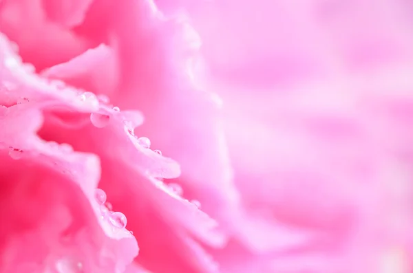 Close up of water drop on pink petal flower