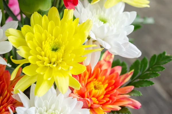 Fleur de chrysanthème coloré — Photo