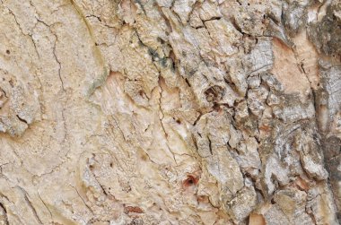 Ağaç kabuğu dokusunu kapat