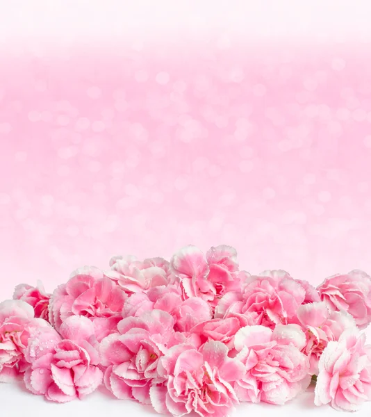 Ροζ λουλούδια με σταγόνες δροσιάς σε φόντο θαμπάδα — Φωτογραφία Αρχείου