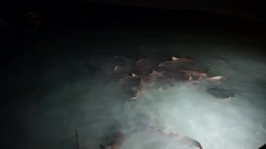 Maldivler 'de gece köpekbalıkları besleniyor. Bir köpekbalığı sürüsü kıyıya yüzdü..