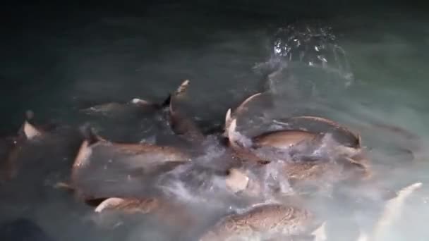 Festin Requins Nocturnes Une Meute Requins Colère Bondi Sur Leur — Video