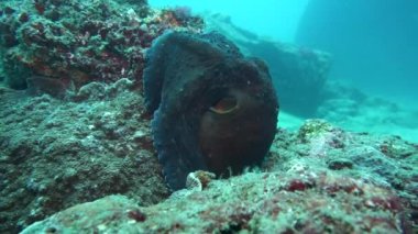 Dev bir ahtapot sürücüye düşmanca görünür. Hint Okyanusu 'nun sualtı dünyası filtresiz. Kafadanbacaklılar doğal elementlerinde