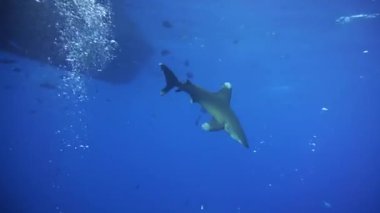 Carcharhinus longimanus. Uzun kanatlı bir köpekbalığı dalgıçların etrafında dönüyor..