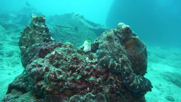 Alguns Polvos Estão Sentados Numa Rocha Mundo Subaquático Oceano Índico — Vídeo de Stock