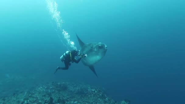 Pesce Più Grande Del Pianeta Pesce Luna Indonesia Isola Bali — Video Stock