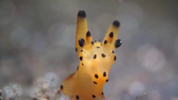 Nudibranch Pikachu Jest Jednym Najbardziej Niezwykłych Ślimaków Morskich Wygląda Jak — Wideo stockowe