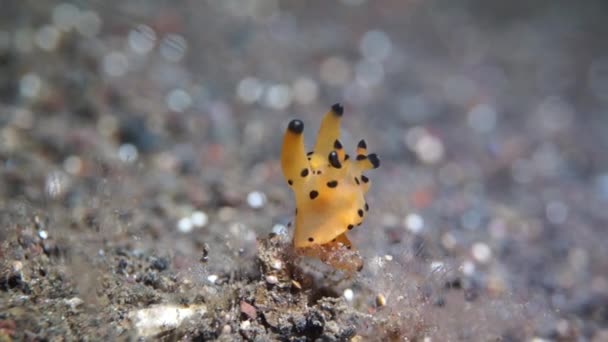 Pikachu Nudibranch Egyik Legszokatlanabb Tengeri Csiga Olyan Mint Egy Japán — Stock videók