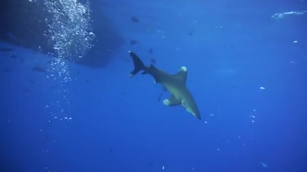 カリヒヌス ロンギマヌス ダイバーの周りの長い翼のサメの円 — ストック動画