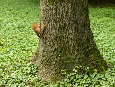 Yazın ağaç gövdesinde sincap. Kürklü kırmızı sincap ağaçta poz veriyor..