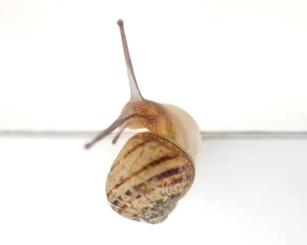 Makrofotografie Einer Schnecke Auf Weißem Hintergrund — Stockfoto