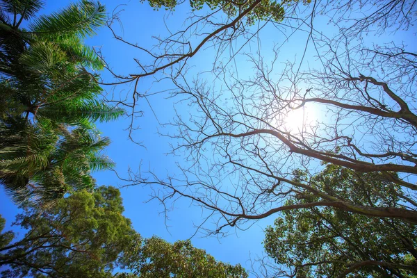 Sol brilhando na floresta tropical, visão de baixo ângulo — Fotografia de Stock