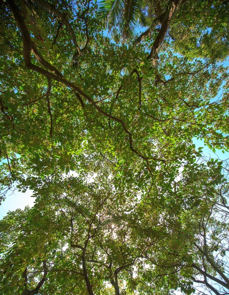 Sol brillando en el bosque tropical, vista de bajo ángulo — Foto de Stock