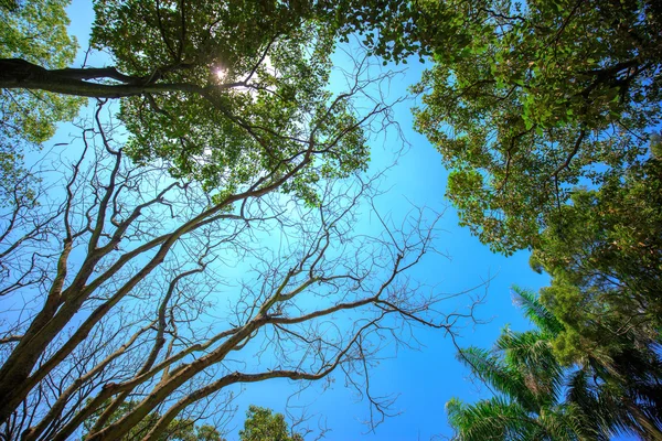 Солнце светит в тропический лес, вид с низкого угла — стоковое фото