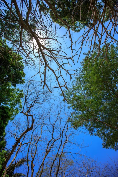 Sol brilhando na floresta tropical, visão de baixo ângulo — Fotografia de Stock