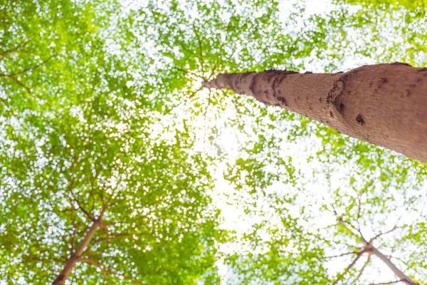 Sol brillando en el bosque tropical, vista de bajo ángulo — Foto de Stock