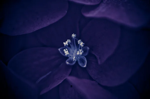 Abstraktes Makrobild einer erstaunlichen Blume — Stockfoto