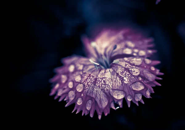 Abstract macro picture of amazing flower — Stock Photo, Image