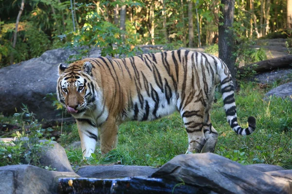 Tijgers — Stockfoto