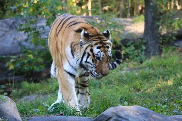 Tijgers — Stockfoto