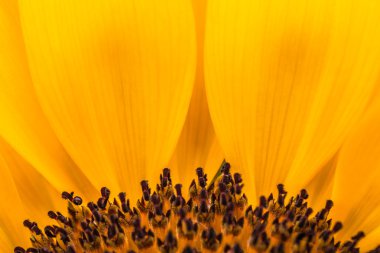 Yumuşak odak çekim vintage Renk tonlu güzel çiçek