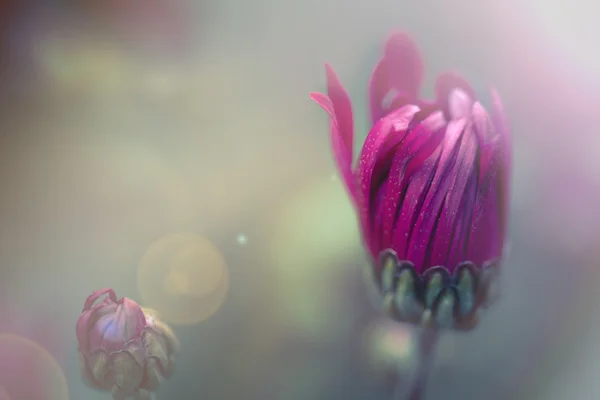 Мягкий фокус снимок красивых цветов с винтажным цветовым тоном — стоковое фото