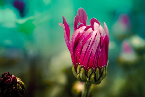 Captura de enfoque suave de hermosas flores con tono de color vintage —  Fotos de Stock