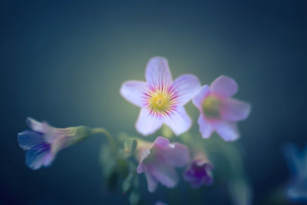 Captura de enfoque suave de hermosas flores con tono de color vintage —  Fotos de Stock