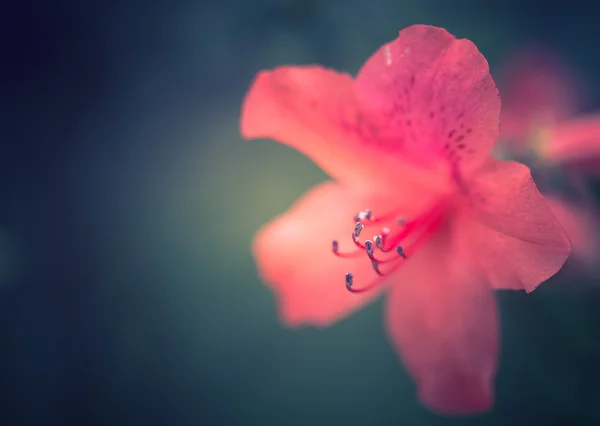 美丽的花朵与复古色调的柔焦镜头 — 图库照片