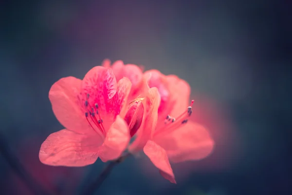 美丽的花朵与复古色调的柔焦镜头 — 图库照片