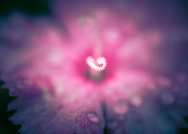 Captura de enfoque suave de hermosas flores con tono de color vintage —  Fotos de Stock