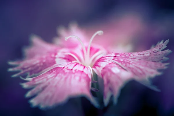 Mise au point douce de belles fleurs avec ton de couleur vintage — Photo