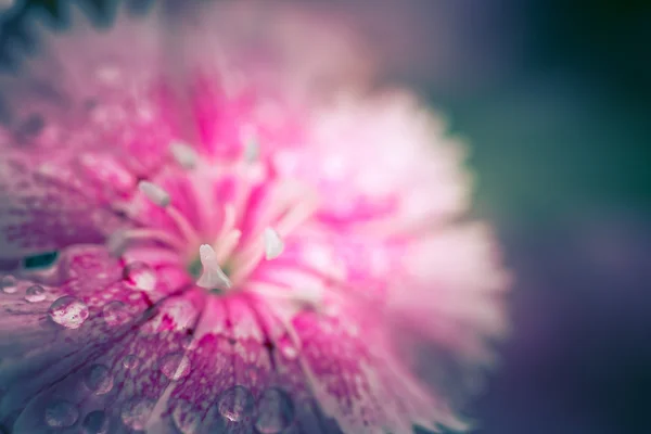Yumuşak odak çekim vintage Renk tonlu güzel çiçek — Stok fotoğraf