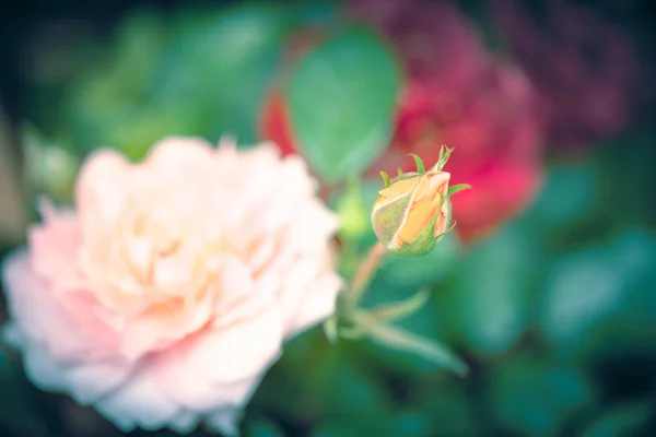 Captura de enfoque suave de hermosas flores con tono de color vintage — Foto de Stock