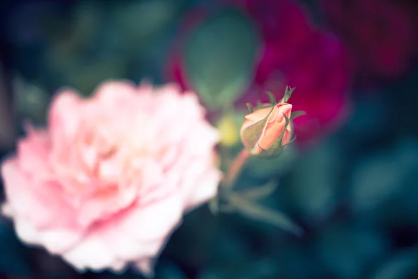 Mise au point douce de belles fleurs avec ton de couleur vintage — Photo