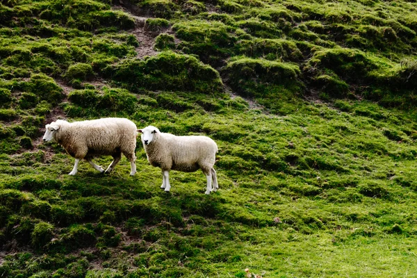 Nowozelandzki naturalny sceny — Zdjęcie stockowe