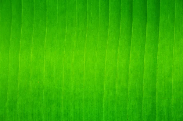 Banana leaves — Stock Photo, Image