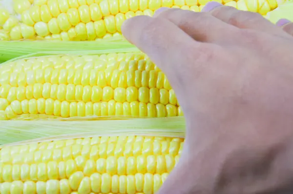 Corn — Stock Photo, Image