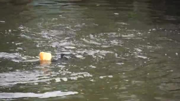 Vissen zijn vechten voor brood — Stockvideo