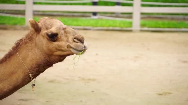 Верблюди в зоопарку — стокове відео