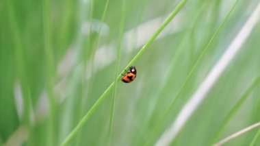 Yeşil çimlerde uğur böceği