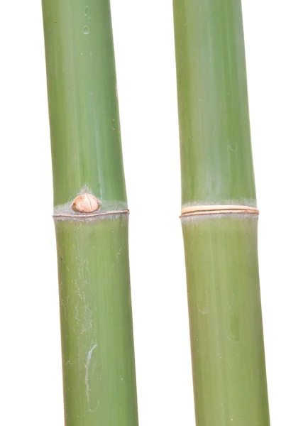 Grön bambu gemensamma — Stockfoto