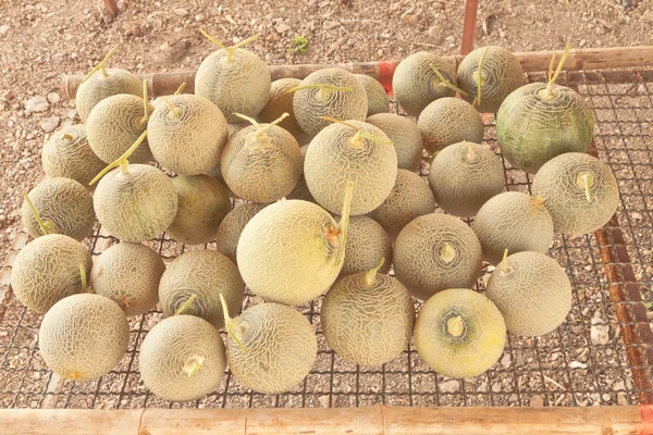 Sort out Japanese melons