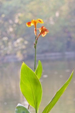 Canna Indica çiçekler