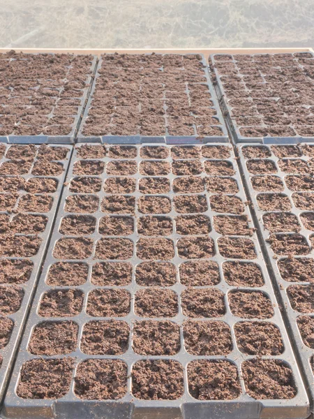 Bandeja de cultivo com musgo de turfa molhada — Fotografia de Stock
